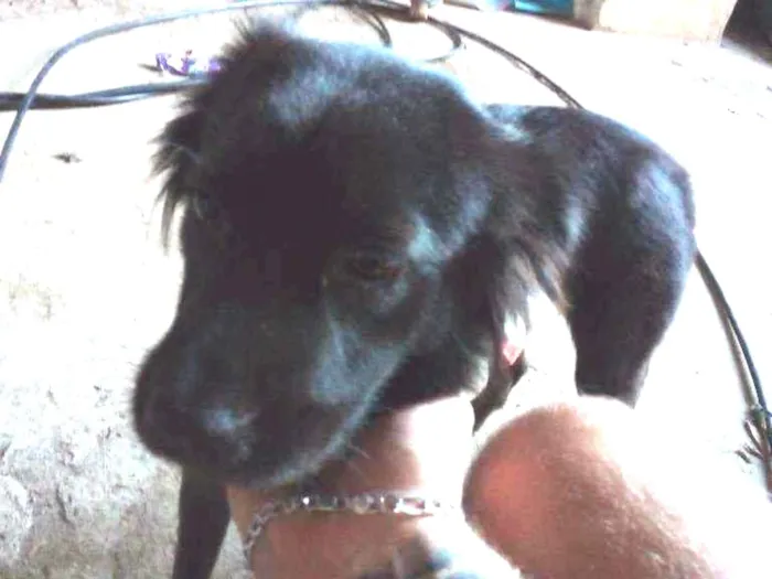 Cachorro ra a SRD idade 7 a 11 meses nome Kiara