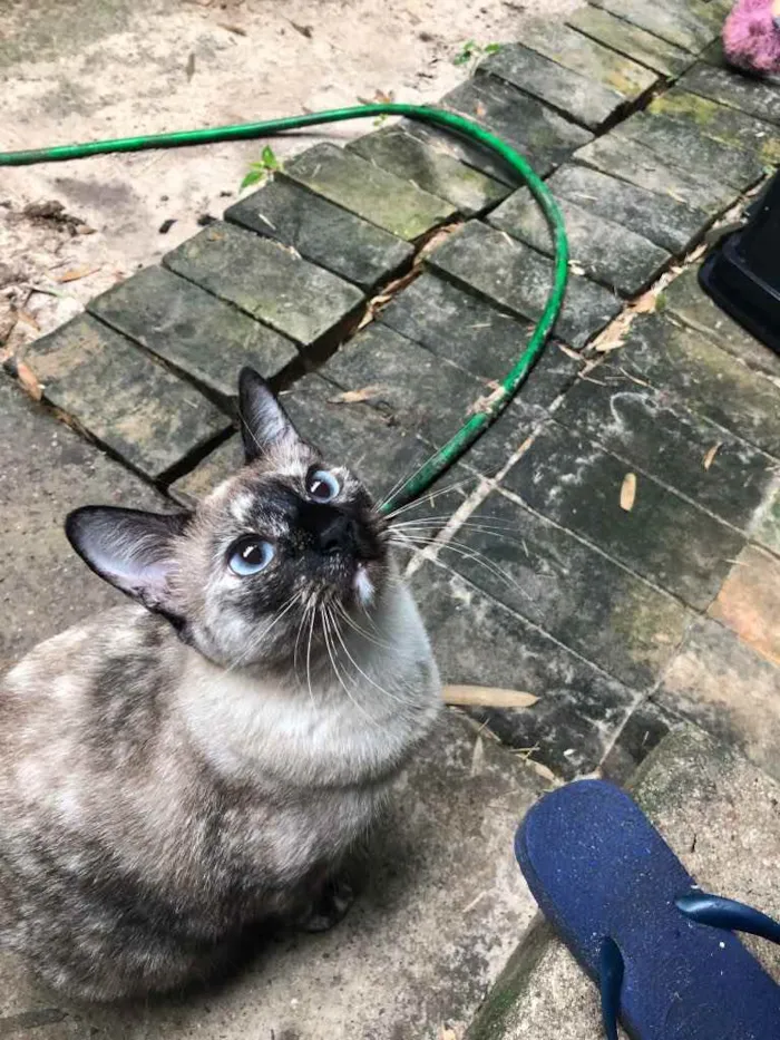 Gato ra a siamês  idade 1 ano nome Branquinha