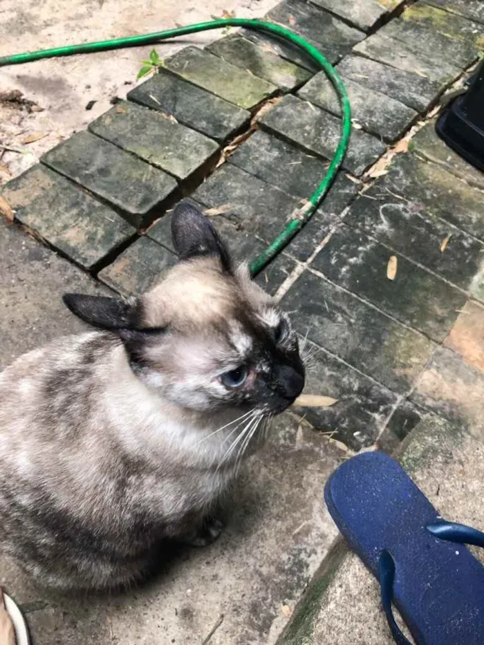Gato ra a siamês  idade 1 ano nome Branquinha