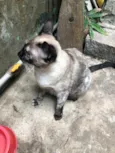Branquinha
