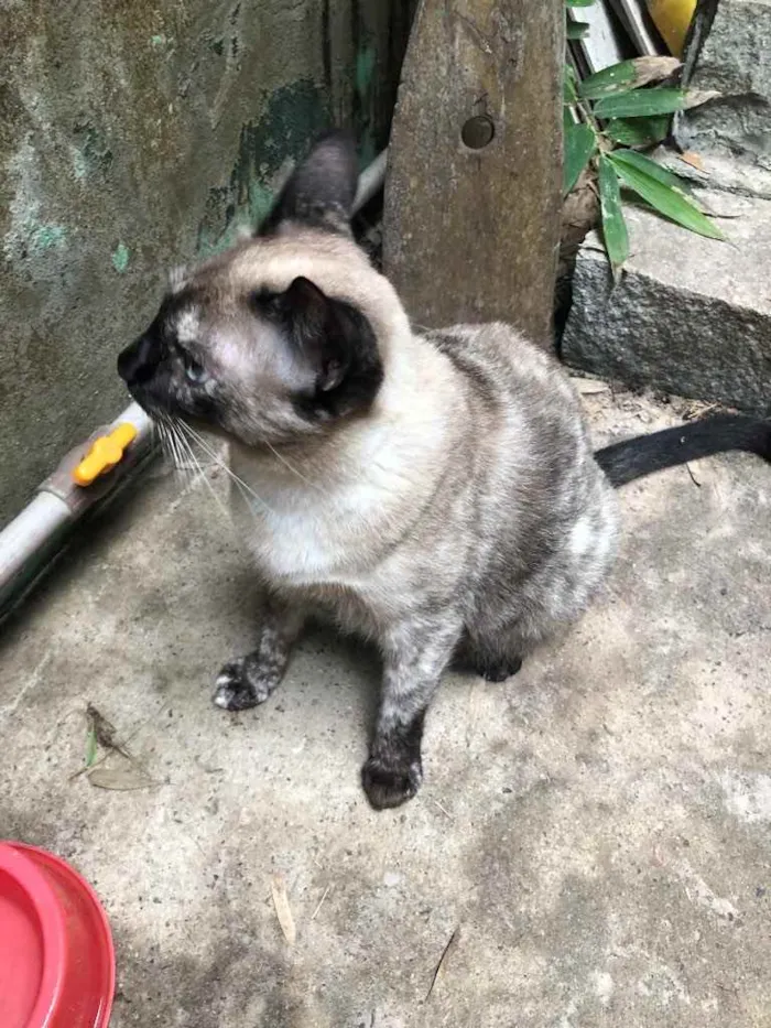 Gato ra a siamês  idade 1 ano nome Branquinha