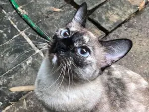 Gato raça siamês  idade 1 ano nome Branquinha