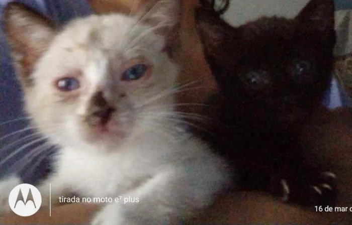 Gato ra a Indefinida idade Abaixo de 2 meses nome Snol e Ted