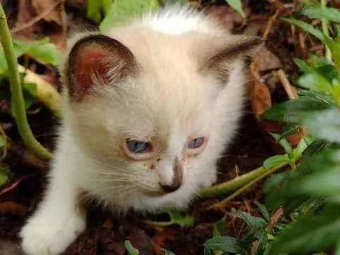 Gato ra a Indefinida idade Abaixo de 2 meses nome Snol e Ted