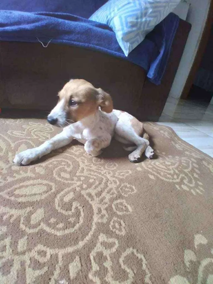 Cachorro ra a Misturado  idade 2 a 6 meses nome Pintada 