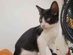 Gato raça Sem raça  idade 2 a 6 meses nome Gato