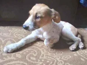 Cachorro raça Misturado  idade 2 a 6 meses nome Pintada 