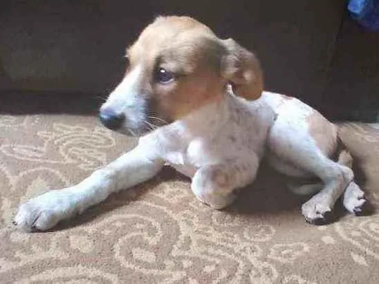 Cachorro ra a Misturado  idade 2 a 6 meses nome Pintada 