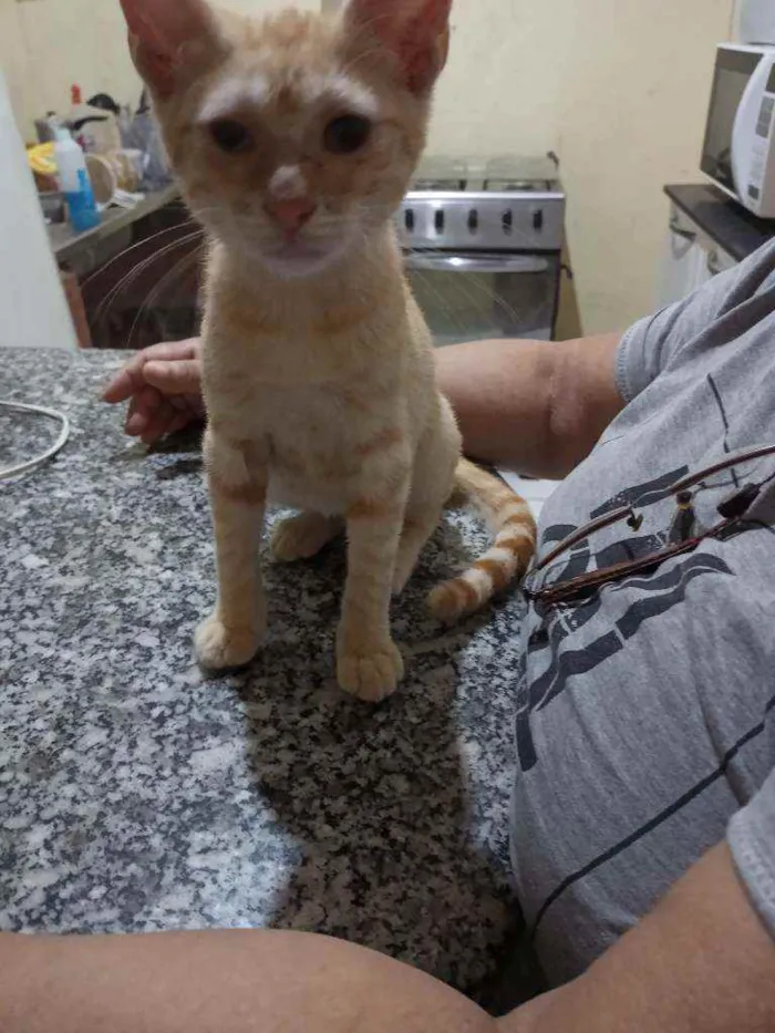 Gato ra a Sem Raça  idade 2 a 6 meses nome Tigrinho