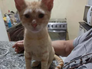 Gato raça Sem Raça  idade 2 a 6 meses nome Tigrinho