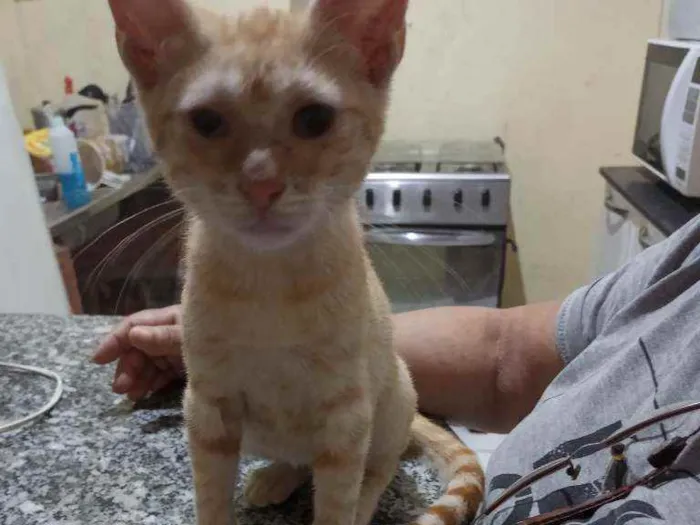 Gato ra a Sem Raça  idade 2 a 6 meses nome Tigrinho