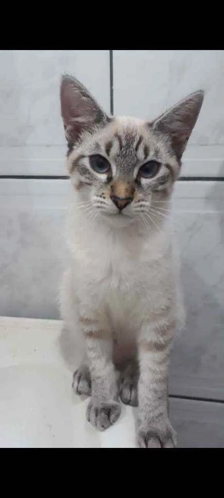 Gato raça SRD  idade 2 a 6 meses nome Nina