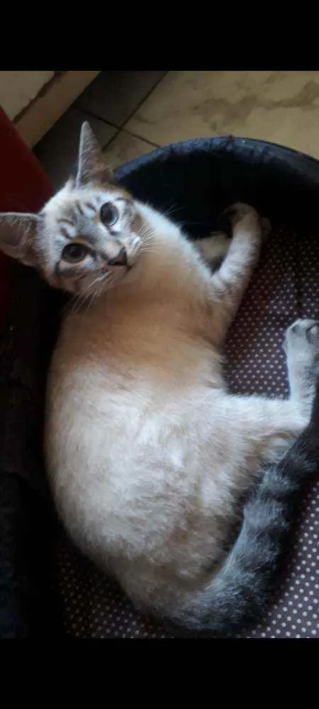 Gato raça SRD  idade 2 a 6 meses nome Nina