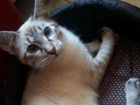 Gato raça SRD  idade 2 a 6 meses nome Nina