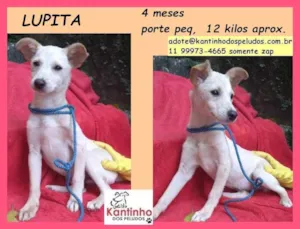 Cachorro raça SRD idade 2 a 6 meses nome Lupita