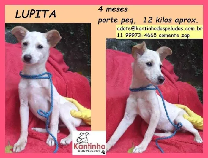 Cachorro raça SRD idade 2 a 6 meses nome Lupita