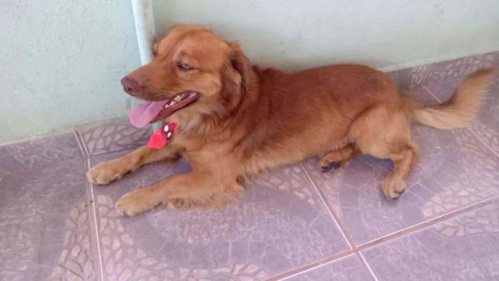 Cachorro raça INDEFINIDA idade 4 anos nome LUCK