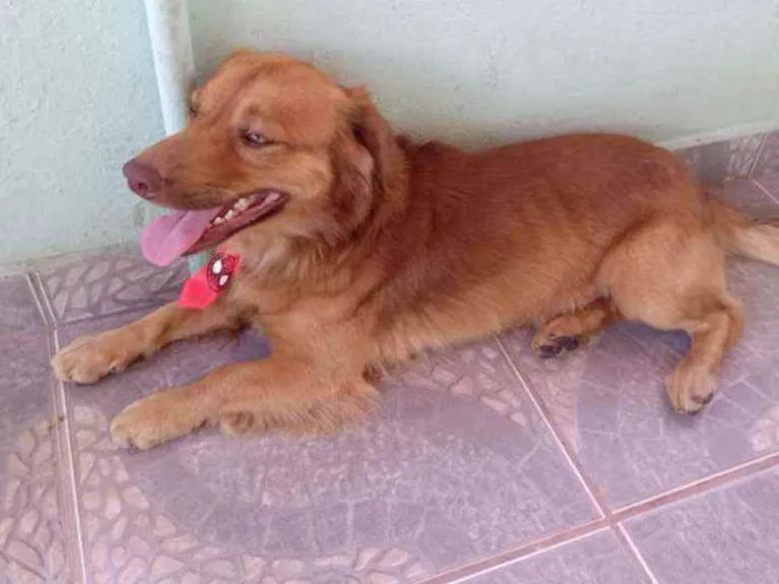 Cachorro raça INDEFINIDA idade 4 anos nome LUCK