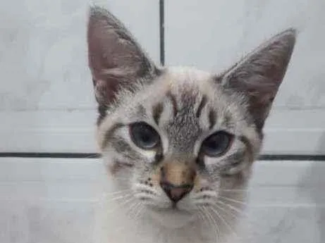 Gato raça SRD  idade 2 a 6 meses nome Nina