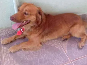 Cachorro raça INDEFINIDA idade 4 anos nome LUCK