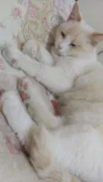 NINA
