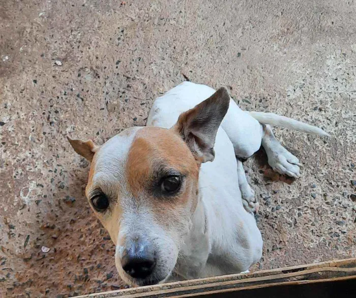 Cachorro ra a Viralata idade 6 ou mais anos nome Snoopy