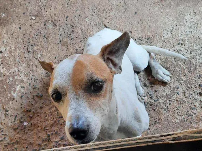 Cachorro ra a Viralata idade 6 ou mais anos nome Snoopy