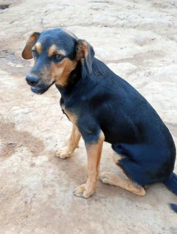 Cachorro ra a SRD idade 1 ano nome CINDERELA