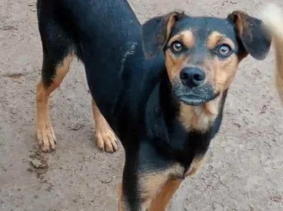 Cachorro raça SRD idade 1 ano nome CINDERELA