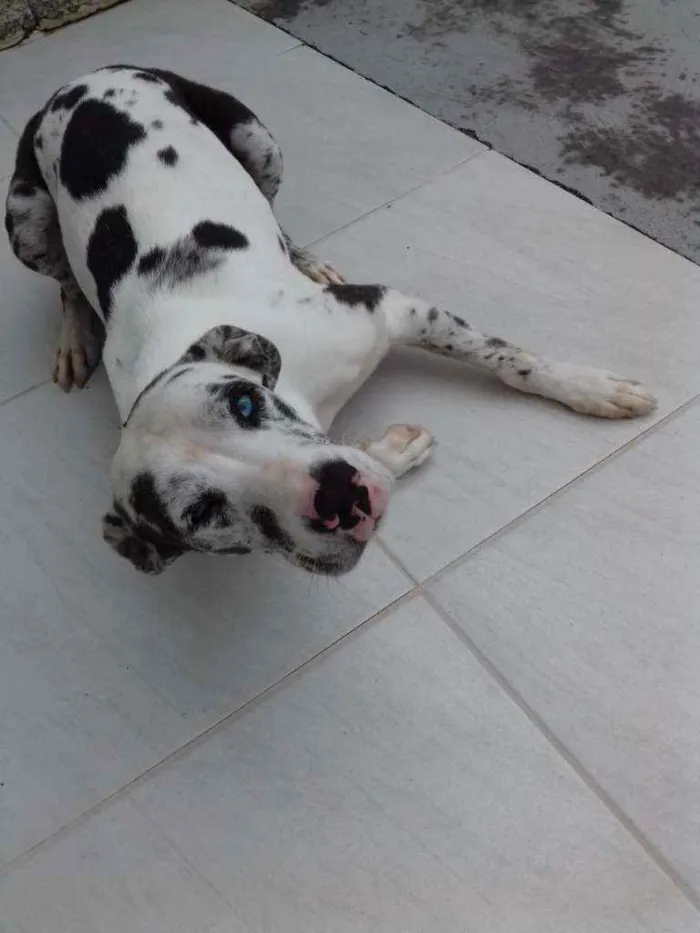 Cachorro ra a Vira-lata idade 4 anos nome Thor