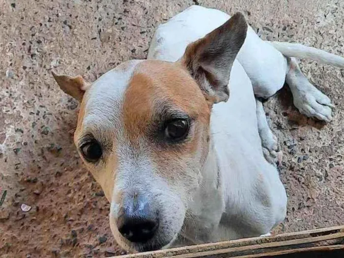 Cachorro ra a Viralata idade 6 ou mais anos nome Snoopy