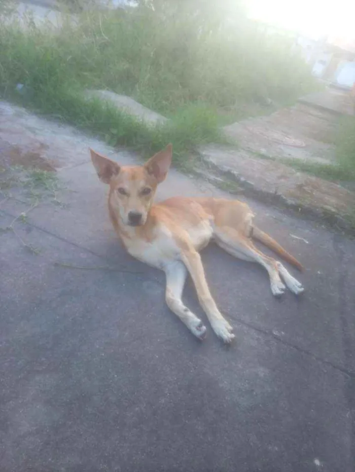 Cachorro ra a Misturado idade 2 anos nome Marolinha