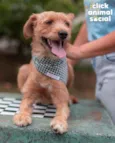 BOB