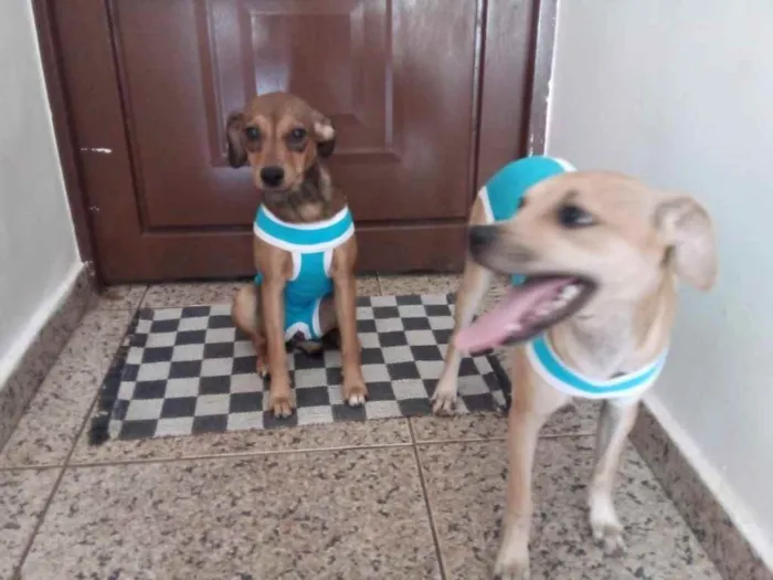 Cachorro ra a ND idade 2 a 6 meses nome LILi & Duquesa 