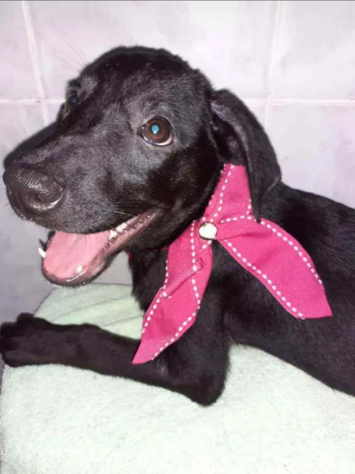 Cachorro ra a SRD idade 2 a 6 meses nome Bia