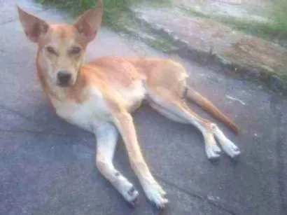 Cachorro raça Misturado idade 2 anos nome Marolinha