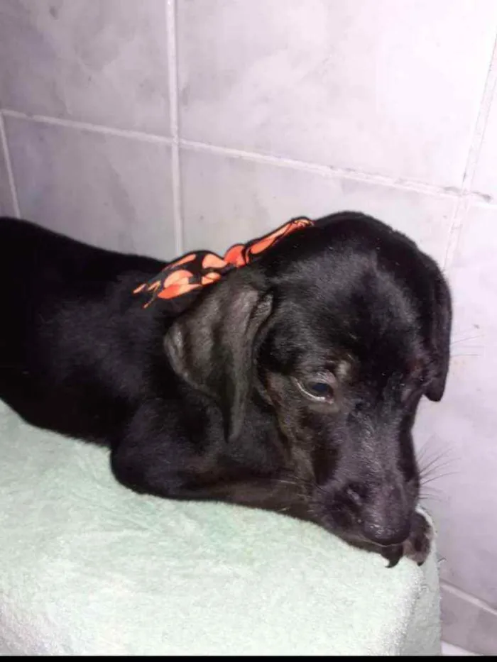 Cachorro ra a SRD idade 2 a 6 meses nome Ana