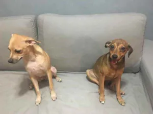 Cachorro raça ND idade 2 a 6 meses nome LILi & Duquesa 