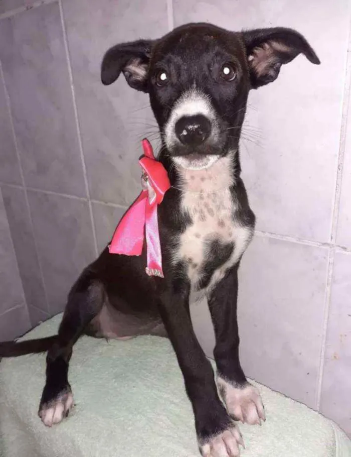 Cachorro ra a SRD idade 2 a 6 meses nome Carol