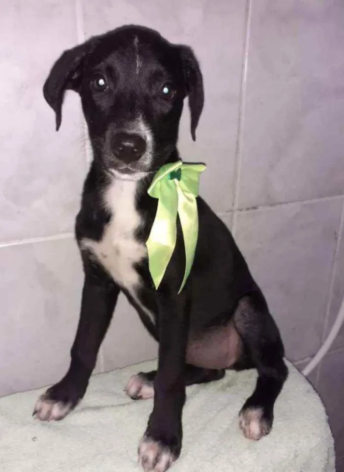 Cachorro ra a SRD idade 2 a 6 meses nome Duda 