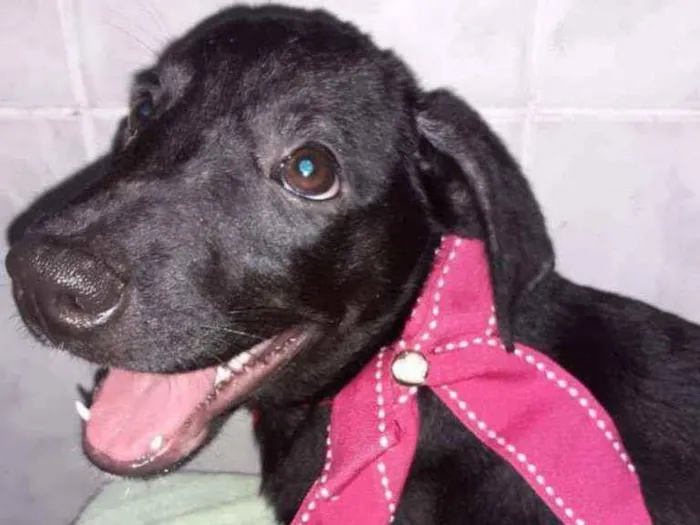 Cachorro ra a SRD idade 2 a 6 meses nome Bia