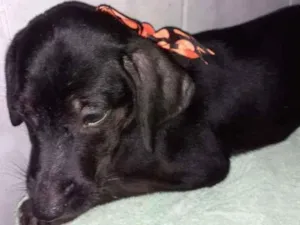 Cachorro raça SRD idade 2 a 6 meses nome Ana