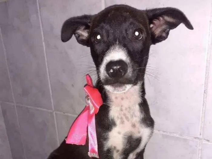 Cachorro ra a SRD idade 2 a 6 meses nome Carol