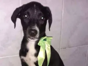 Cachorro raça SRD idade 2 a 6 meses nome Duda 
