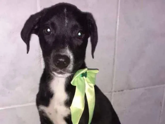 Cachorro ra a SRD idade 2 a 6 meses nome Duda 