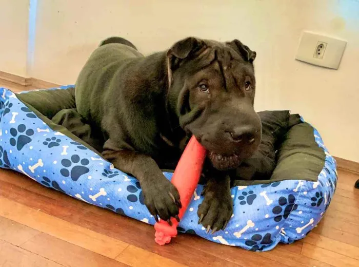 Cachorro ra a Sharpei idade 2 anos nome Stark