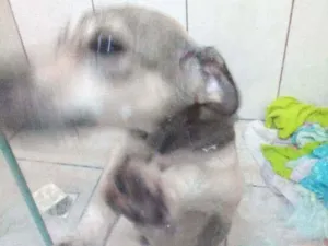 Cachorro raça Vira lata idade Abaixo de 2 meses nome Léo