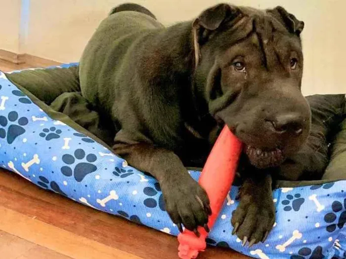 Cachorro ra a Sharpei idade 2 anos nome Stark