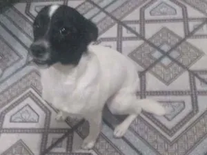 Cachorro raça  idade 7 a 11 meses nome Lica