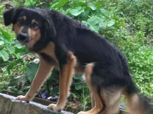 Cachorro raça sem raça definida  idade 7 a 11 meses nome Thor